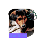 モルモットと犬の日常（個別スタンプ：15）