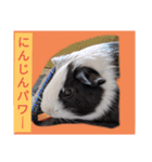 モルモットと犬の日常（個別スタンプ：16）