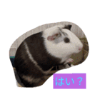 モルモットと犬の日常（個別スタンプ：17）