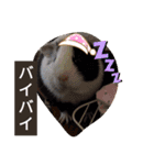 モルモットと犬の日常（個別スタンプ：19）
