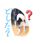 モルモットと犬の日常（個別スタンプ：21）
