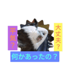 モルモットと犬の日常（個別スタンプ：23）