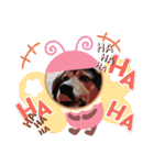 モルモットと犬の日常（個別スタンプ：24）