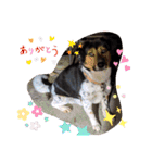 モルモットと犬の日常（個別スタンプ：25）