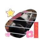 モルモットと犬の日常（個別スタンプ：26）
