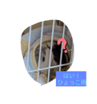 モルモットと犬の日常（個別スタンプ：27）