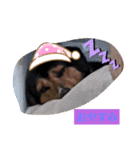 モルモットと犬の日常（個別スタンプ：28）