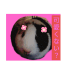 モルモットと犬の日常（個別スタンプ：29）