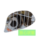 モルモットと犬の日常（個別スタンプ：31）