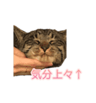 ドンとゴローの気ままにゃ生活（個別スタンプ：4）