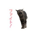 ドンとゴローの気ままにゃ生活（個別スタンプ：7）