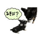 犬が喋った！スタンプ（個別スタンプ：1）