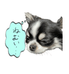 犬が喋った！スタンプ（個別スタンプ：2）