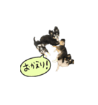 犬が喋った！スタンプ（個別スタンプ：4）
