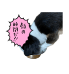 犬が喋った！スタンプ（個別スタンプ：7）