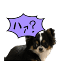 犬が喋った！スタンプ（個別スタンプ：8）