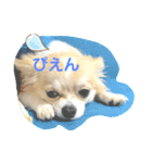 P＆P521（個別スタンプ：1）