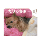 犬姫スタンプ03（個別スタンプ：2）