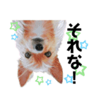 犬姫スタンプ03（個別スタンプ：3）