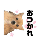 犬姫スタンプ03（個別スタンプ：4）