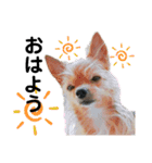 犬姫スタンプ03（個別スタンプ：6）