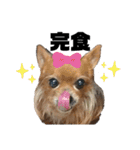 犬姫スタンプ03（個別スタンプ：7）