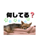 犬姫スタンプ03（個別スタンプ：8）