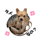 犬姫スタンプ03（個別スタンプ：9）