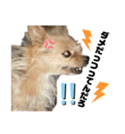 犬姫スタンプ03（個別スタンプ：10）