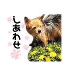 犬姫スタンプ03（個別スタンプ：13）