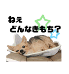 犬姫スタンプ03（個別スタンプ：14）