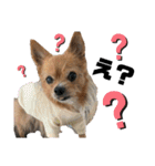 犬姫スタンプ03（個別スタンプ：17）