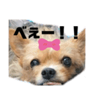 犬姫スタンプ03（個別スタンプ：27）