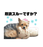 犬姫スタンプ03（個別スタンプ：32）