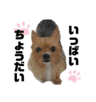 犬姫スタンプ03（個別スタンプ：33）