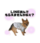 犬姫スタンプ03（個別スタンプ：34）