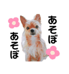 犬姫スタンプ03（個別スタンプ：36）