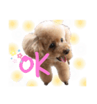 トイプーの日常♡可愛い6ぴき②（個別スタンプ：4）