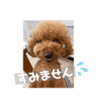 トイプーの日常♡可愛い6ぴき②（個別スタンプ：5）