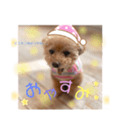 トイプーの日常♡可愛い6ぴき②（個別スタンプ：7）