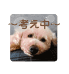 トイプーの日常♡可愛い6ぴき②（個別スタンプ：9）