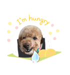 トイプーの日常♡可愛い6ぴき②（個別スタンプ：10）