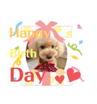 トイプーの日常♡可愛い6ぴき②（個別スタンプ：11）
