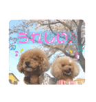 トイプーの日常♡可愛い6ぴき②（個別スタンプ：13）