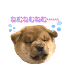 KOTETSU stamp（puppy）（個別スタンプ：1）