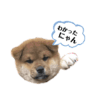 KOTETSU stamp（puppy）（個別スタンプ：2）