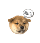 KOTETSU stamp（puppy）（個別スタンプ：3）