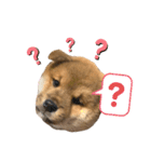 KOTETSU stamp（puppy）（個別スタンプ：4）