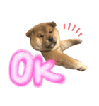KOTETSU stamp（puppy）（個別スタンプ：5）