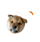 KOTETSU stamp（puppy）（個別スタンプ：6）